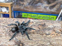 Grammostola actaeon - Brazilian Woolly Tarantula