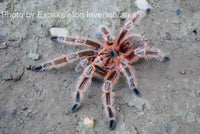 Grammostola Concepcion - Concepción Gold Tarantula