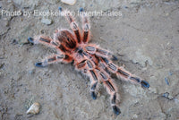 Grammostola Concepcion - Concepción Gold Tarantula