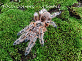 Grammostola Concepcion - Concepción Gold Tarantula