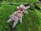 Grammostola Concepcion - Concepción Gold Tarantula