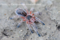 Grammostola Concepcion - Concepción Gold Tarantula