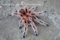 Grammostola Concepcion - Concepción Gold Tarantula