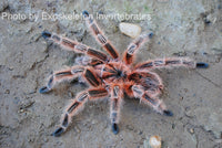 Grammostola Concepcion - Concepción Gold Tarantula