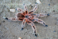 Grammostola Concepcion - Concepción Gold Tarantula