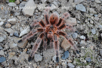 Grammostola Concepcion - Concepción Gold Tarantula
