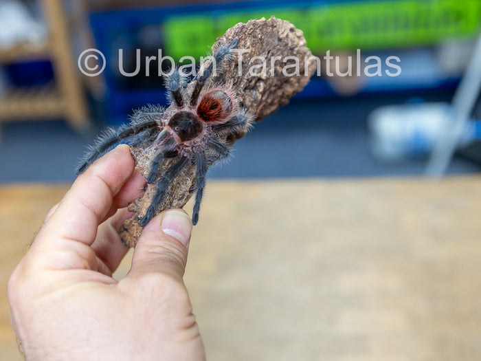 Grammostola iheringi Entre Rios Tarantula for Sale - Beginner Friendly ...