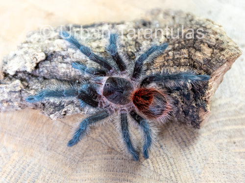 Grammostola iheringi Entre Rios Tarantula for Sale - Beginner Friendly ...