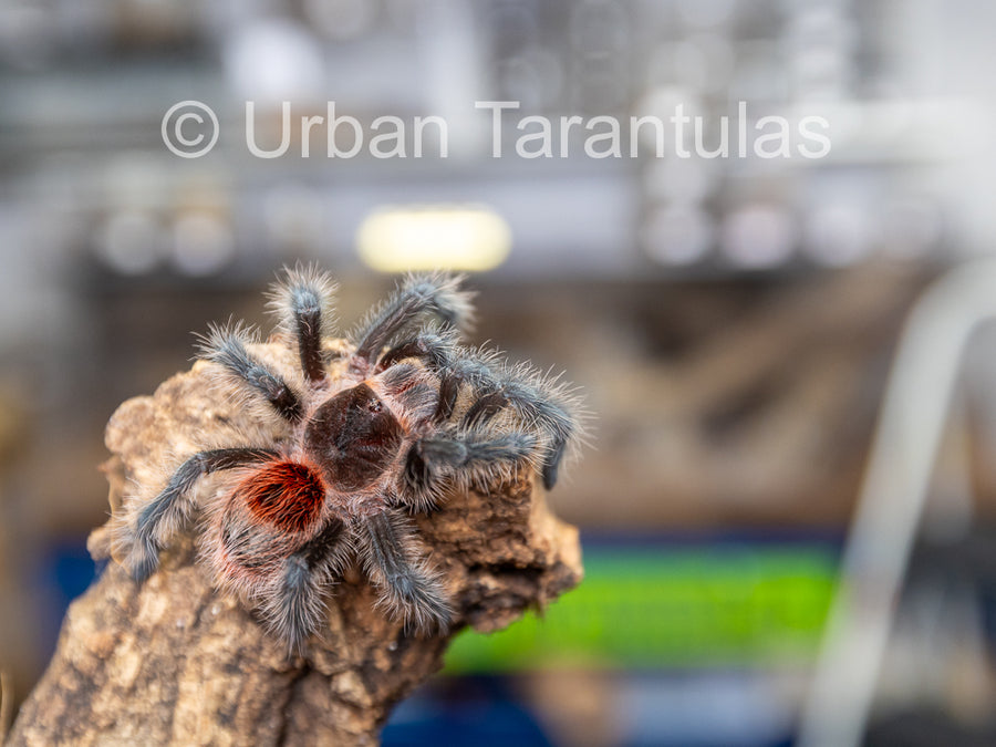 Grammostola iheringi Entre Rios Tarantula for Sale - Beginner Friendly ...