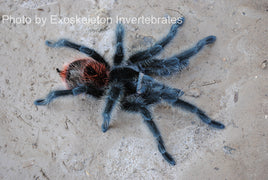 Grammostola iheringi - Entre Rios - Largest Beginner Tarantula