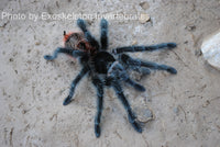 Grammostola iheringi - Entre Rios - Largest Beginner Tarantula