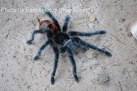 Grammostola iheringi - Entre Rios - Largest Beginner Tarantula