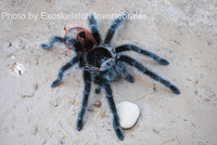 Grammostola iheringi - Entre Rios - Largest Beginner Tarantula