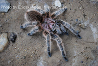 Grammostola - porteri / rosea - Chilean Purple Head - Beginner Tarantula