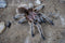 Grammostola - porteri / rosea - Chilean Purple Head - Beginner Tarantula