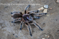 Grammostola - porteri / rosea - Chilean Purple Head - Beginner Tarantula