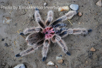 Grammostola - porteri / rosea - Chilean Purple Head - Beginner Tarantula