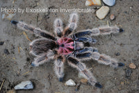 Grammostola - porteri / rosea - Chilean Purple Head - Beginner Tarantula