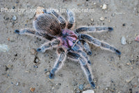 Grammostola - porteri / rosea - Chilean Purple Head - Beginner Tarantula