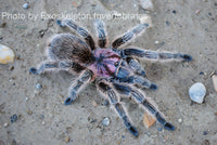 Grammostola - porteri / rosea - Chilean Purple Head - Beginner Tarantula