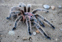 Grammostola - porteri / rosea - Chilean Purple Head - Beginner Tarantula