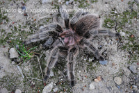 Grammostola - porteri / rosea - Chilean Purple Head - Beginner Tarantula