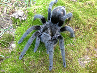 Brazilian Black Tarantula - Grammostola Pulchra BEST Beginner