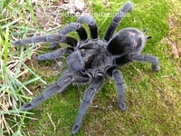 Brazilian Black Tarantula - Grammostola Pulchra BEST Beginner