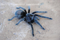 Brazilian Black Tarantula - Grammostola Pulchra BEST Beginner