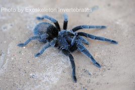 Brazilian Black Tarantula - Grammostola Pulchra BEST Beginner