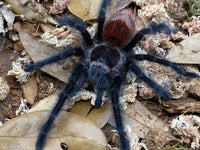 Grammostola actaeon – Brazilian Wooly Black Tarantula | Rare South American Giant | Live Arrival Guarantee