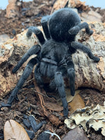 Grammostola pulchra - Brazilian Black Tarantula for Sale (Grammostola quirogai) | Live Arrival Guarantee