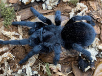 Grammostola pulchra - Brazilian Black Tarantula for Sale (Grammostola quirogai) | Live Arrival Guarantee