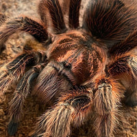 Grammostola rosea RCF - Chilean Rose Hair 'Red' Tarantula for Sale | Live Arrival Guarantee