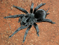 Grammostola pulchra - Brazilian Black Tarantula for Sale (Grammostola quirogai) | Live Arrival Guarantee