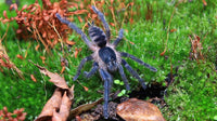 Guyruita cerrado – Brazilian Savannah Dwarf / Brazilian Rock Tarantula | Live Arrival Guarantee