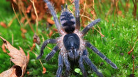 Guyruita cerrado – Brazilian Savannah Dwarf / Brazilian Rock Tarantula | Live Arrival Guarantee