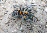 Hapalopus planetearth - Ecuadorian Crowned Tarantula for Sale | Live Arrival Guarantee | Theraphosinae sp Yasuni