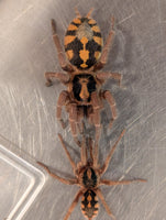 Hapalopus formosus - Pumpkin Patch Tarantula for Sale | Live Arrival Guarantee