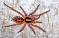Hapalopus formosus - Pumpkin Patch Tarantula for Sale | Live Arrival Guarantee