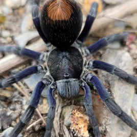 Hapalotremus hananqheswa – High Valley Blue Tarantula | Rare Iridescent New World Species | Live Arrival Guarantee