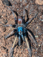 Cilantica devamatha – Psychedelic Earth Tiger Tarantula | Stunning Psychedelic Colors | Live Arrival Guarantee