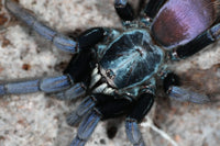 Cilantica devamatha – Psychedelic Earth Tiger Tarantula | Stunning Psychedelic Colors | Live Arrival Guarantee