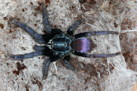 Cilantica devamatha – Psychedelic Earth Tiger Tarantula | Stunning Psychedelic Colors | Live Arrival Guarantee