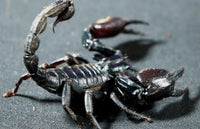 Heterometrus silenus – Asian Forest Scorpion | Impressive Tropical Species | Live Arrival Guarantee