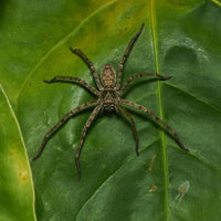 Heteropoda venatoria – Giant Crab Tropical Huntsman Spider | Cosmopolitan Species | Live Arrival Guarantee