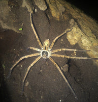Heteropoda venatoria – Giant Crab Tropical Huntsman Spider | Cosmopolitan Species | Live Arrival Guarantee