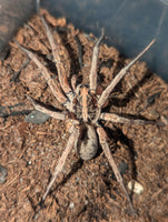 Hogna miami – Miami Wolf Spider | Rare Florida Endemic | Live Arrival Guarantee