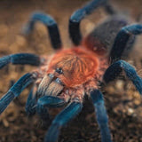Holothele longipes – Trinidad Pink | Heavy Webbing Dwarf Beauty | Live Arrival Guarantee