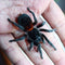 Homoeomma chilense - Chilean Flame Tarantula for Sale | Live Arrival Guarantee